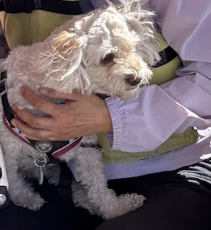 Quark, Hesty’s small cream-colored dog